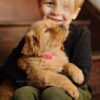 Image of Little Lady, a Golden Retriever puppy