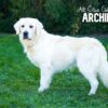 Image of Creams - Sept 3rd, a Golden Retriever puppy