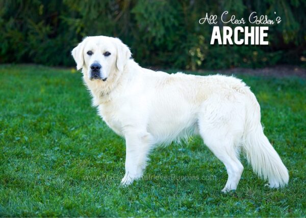 Image of Creams - Sept 3rd, a Golden Retriever puppy
