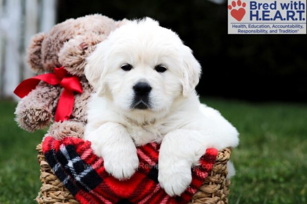 Image of Austin, a Golden Retriever puppy