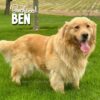 Image of Medium Golden - June 17, a Golden Retriever puppy