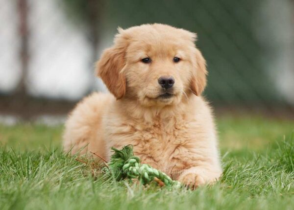 Image of Brooklyn, a Golden Retriever puppy