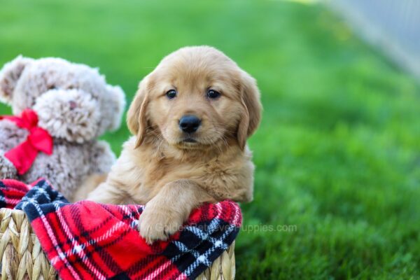 Image of Callie, a Golden Retriever puppy