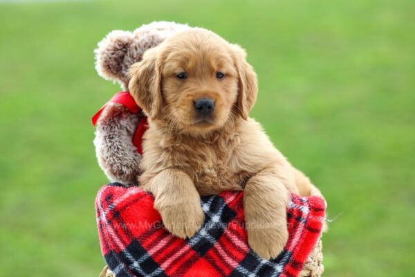 Image of Captain, a Golden Retriever puppy