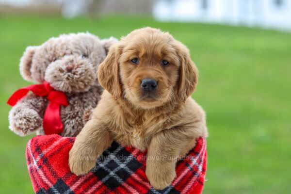 Image of Caramel, a Golden Retriever puppy