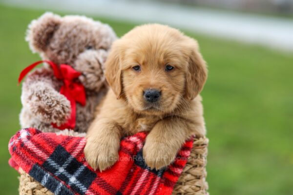 Image of Cash, a Golden Retriever puppy