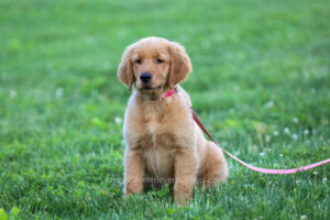 The TRUE Price Of A Baby Golden Retriever Puppy (Full Breakdown for 2023)