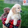 Image of Colton, a Golden Retriever puppy