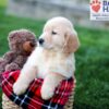 Image of Colton, a Golden Retriever puppy