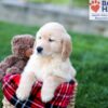 Image of Colton, a Golden Retriever puppy