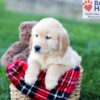 Image of Colton, a Golden Retriever puppy