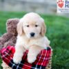 Image of Colton, a Golden Retriever puppy