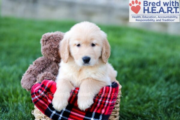 Image of Colton, a Golden Retriever puppy