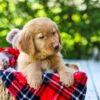 Image of Dakota, a Golden Retriever puppy