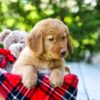 Image of Dakota, a Golden Retriever puppy