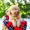 Image of Dakota, a Golden Retriever puppy
