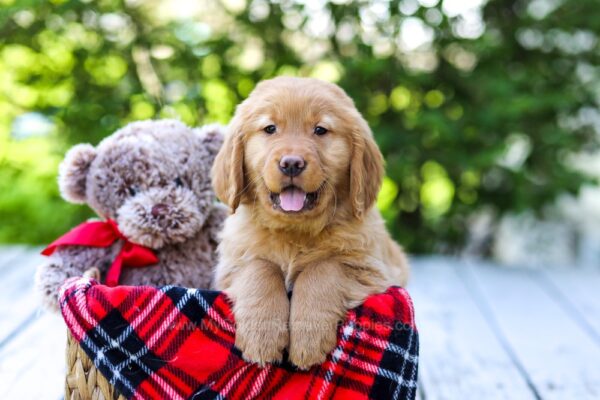 Image of Dakota, a Golden Retriever puppy