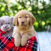 Image of Dakota, a Golden Retriever puppy