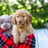 Image of Dakota, a Golden Retriever puppy