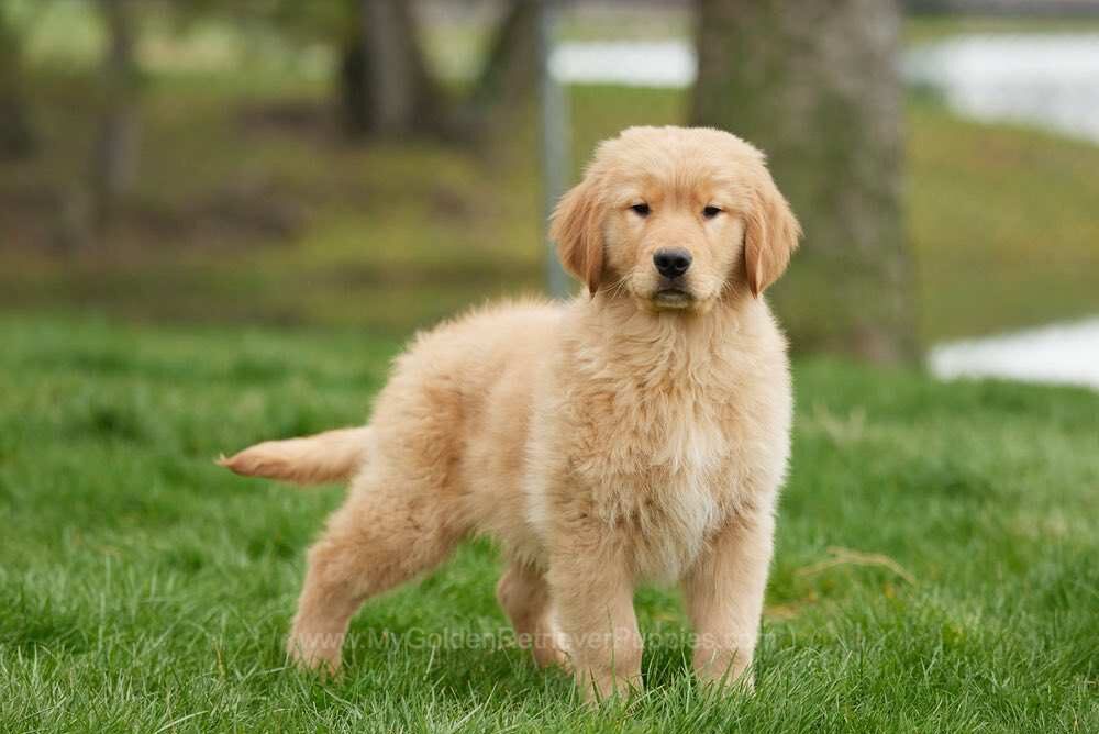 Dallas - My Golden Retriever Puppies