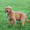 Image of Dee, a Golden Retriever puppy