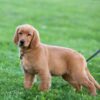 Image of Dee, a Golden Retriever puppy