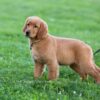 Image of Dee, a Golden Retriever puppy