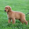 Image of Dee, a Golden Retriever puppy