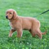 Image of Dee, a Golden Retriever puppy