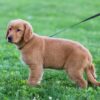 Image of Dee, a Golden Retriever puppy