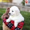 Image of Della, a Golden Retriever puppy
