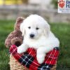 Image of Della, a Golden Retriever puppy