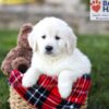Image of Della, a Golden Retriever puppy