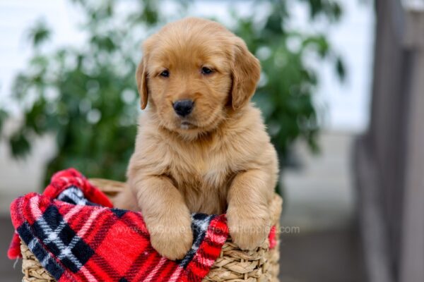 Image of Destiny, a Golden Retriever puppy