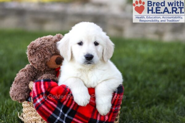 Image of Diva, a Golden Retriever puppy