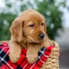 Image of Dolly, a Golden Retriever puppy