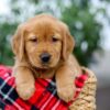 Image of Dolly, a Golden Retriever puppy