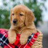 Image of Dolly, a Golden Retriever puppy