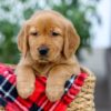 Image of Dolly, a Golden Retriever puppy