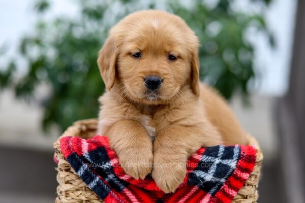 Image of Dude, a Golden Retriever puppy