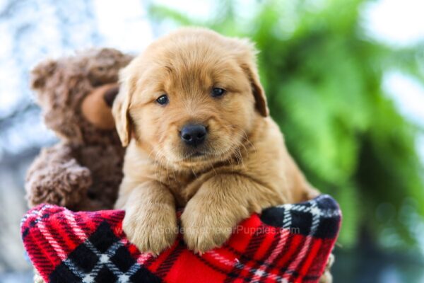 Image of Easton, a Golden Retriever puppy
