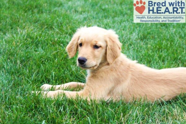 Image of Ellie, a Golden Retriever puppy
