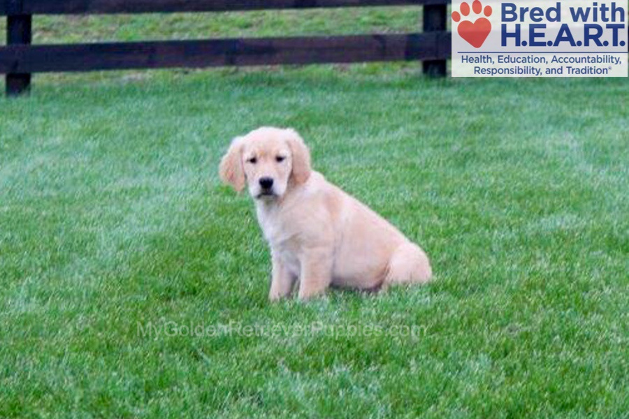 Emmie - My Golden Retriever Puppies