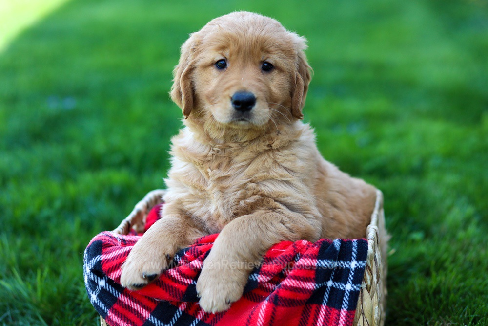 Flower My Golden Retriever Puppies