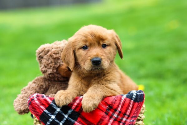 Image of Garth, a Golden Retriever puppy