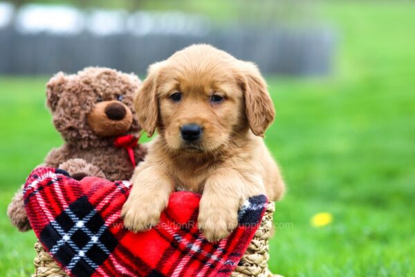 Image of Gavin, a Golden Retriever puppy