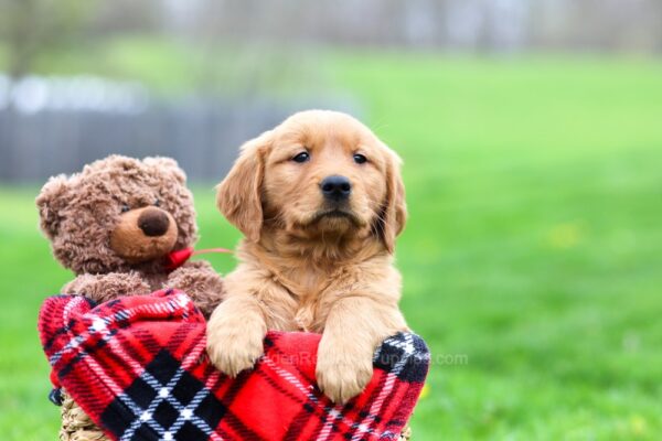 Image of Gina, a Golden Retriever puppy