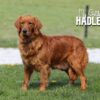 Image of Charlie 🤎 Hadley - July 29, a Golden Retriever puppy