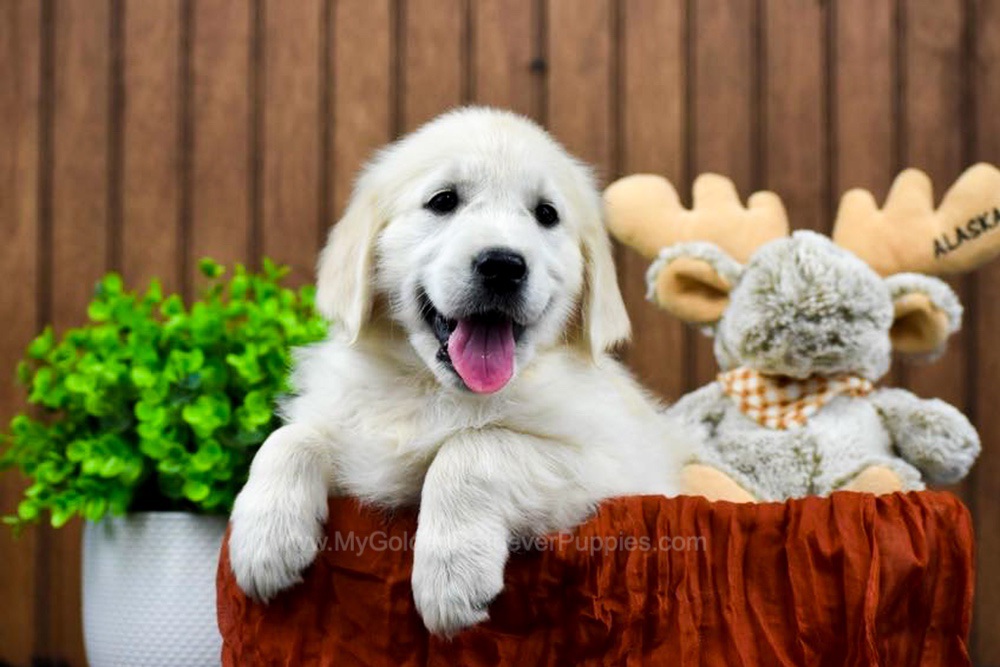 Kia Image of Kia, a Golden Retriever puppy