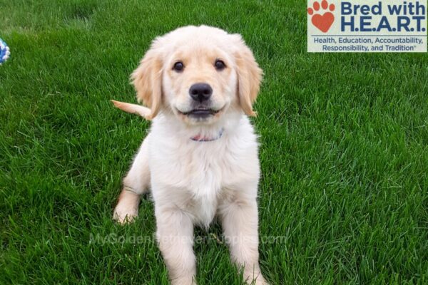 Image of Lindy, a Golden Retriever puppy